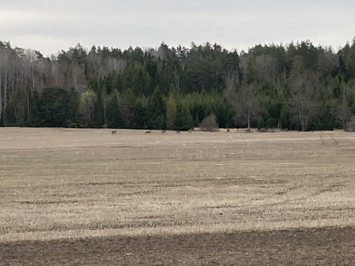 Ett fält med rådjur framför en skog. Mulet väder. Tidig vår eller höst. Fridfullt landskap.