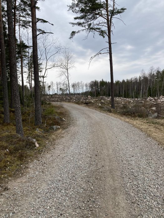 Grusväg snirklar genom skog, molnigt, barrträd, kala lövträd, öppen mark, natur.