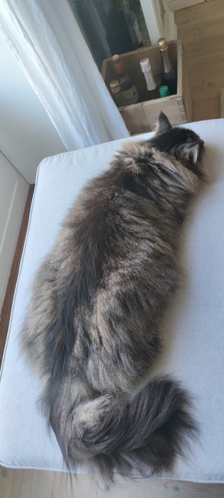 Lång pälsad katt sover på ljus soffa, vinflaskor syns i bakgrunden.