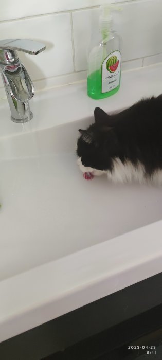 Svartvit katt vid handfat med handtvål, undersöker troligtvis droppande vatten. Hemmiljö, inga människor synliga.