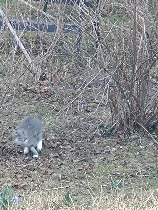 En gråvit katt sitter i en naturmiljö med torra kvistar och gräs.