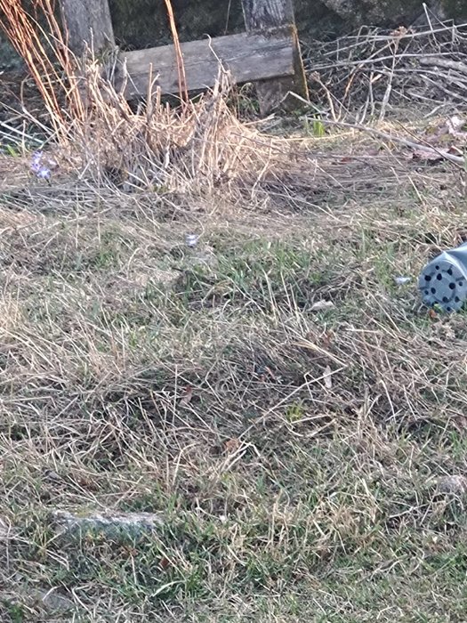 Trädgård i vila med torrt gräs, bänkrest och spridda växtligheter. Ser ut som tidig vår.