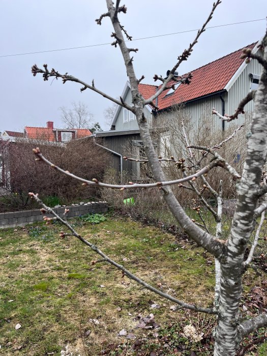 Trädgrenar i förgrunden, knoppar syns, trädgård och hus i bakgrunden, molnig himmel, tidig vårkänsla.