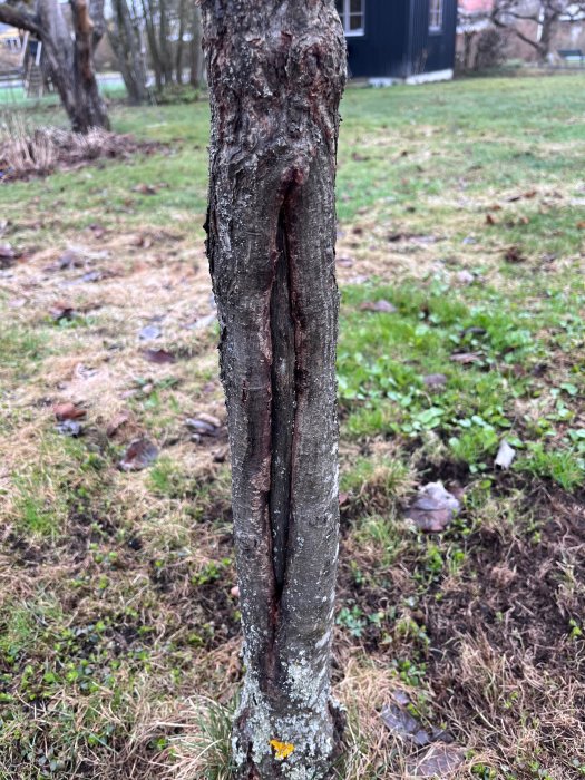 Ett träd med en vertikal spricka i stammen, gräs i bakgrunden, möjlig sjukdom eller skada.