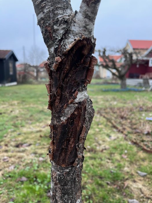 Träd med skadad bark, landskap i bakgrunden, traditionella hus, grön gräsmatta, disigt väder.