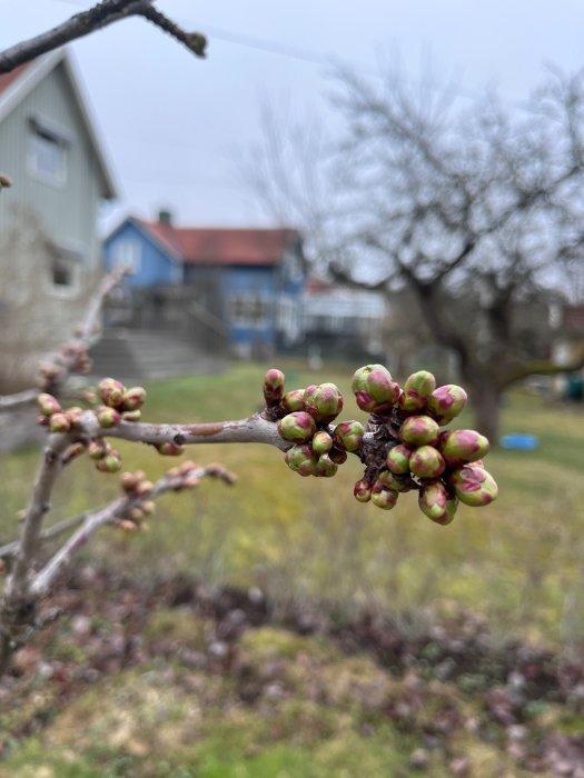 Förgrönade knoppar i fokus, suddig bakgrund med hus och träd, vårtecken,-dagsljus, natur, utomhus.