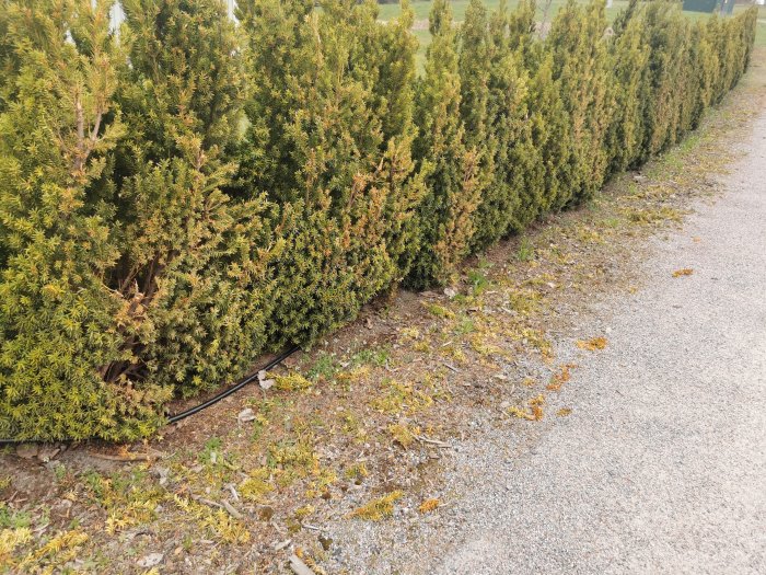 En rad tätt växande gröna buskar vid en grusväg med några nedfallna grenar.