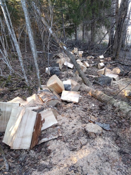 Spridda vedträn på skogsmark, nedfallna grenar, vårsläpp, färsk vedhuggning.