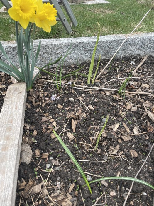 Blomsterrabatt med gula påskliljor, späda skott, träflis, trädgårdslandskant och grönt gräs.