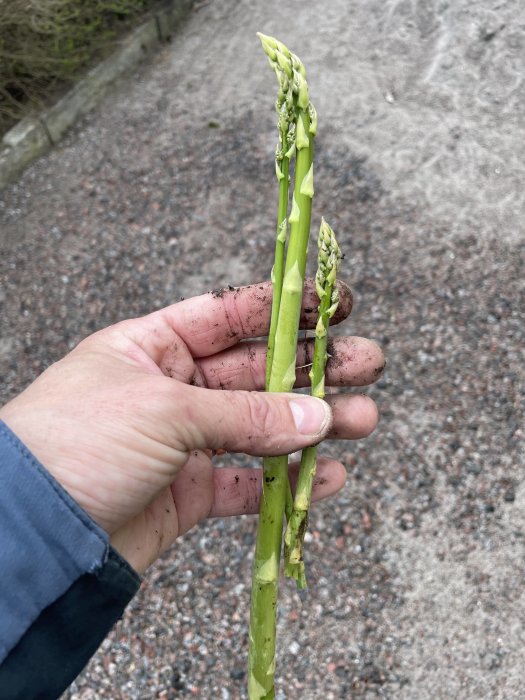 En hand håller färska sparrisar med jord på fingrarna, utomhus på en grusväg.