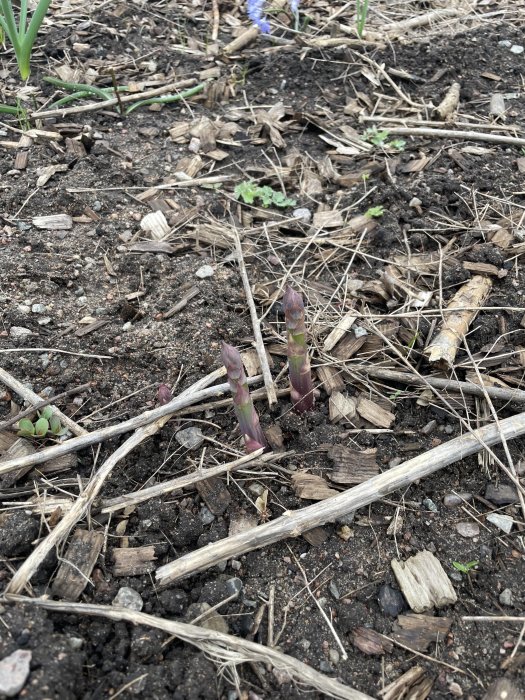 Vår, sparris växer i jord, bland kvistar och lövavfall.