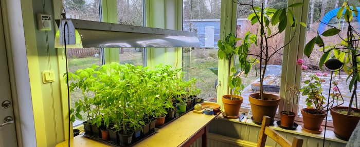 Inomhusodling av plantor vid fönster med växtlampa, gröna lövverk, odlingskärl, trästol, trädgårdsutsikt.