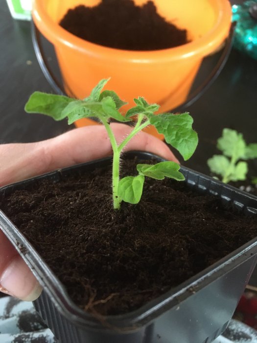 En ung planta i svart kruka hålls av en person, med ytterligare jord i bakgrunden.