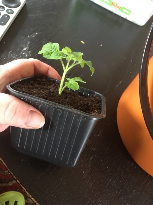 En hand håller en kruka med en liten tomatplanta på ett bord inomhus.