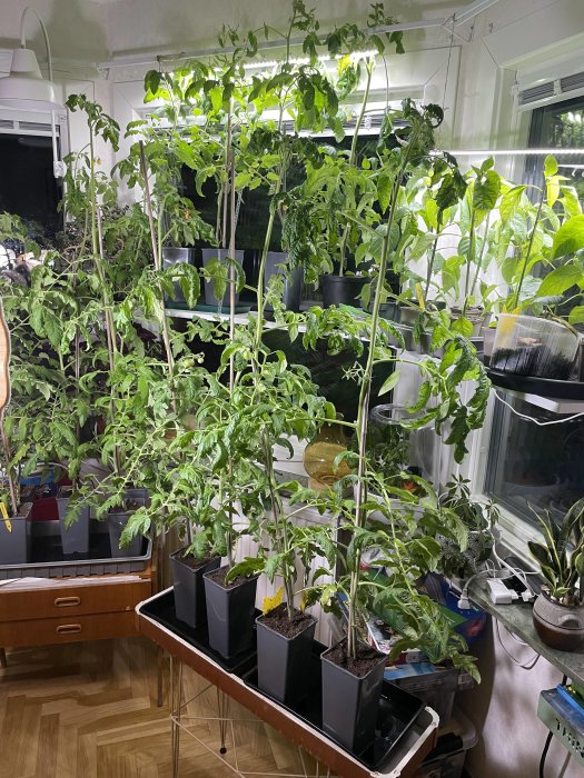 Tomatplantor i krukor inomhus under växtlampor, med stödpinnar, omgiven av andra växter och hushållsartiklar.