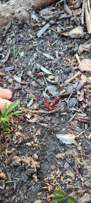 Jord, löv, bark, ungt vegetativt knopp, natur, vårtecken, växtlighet börjar spira.