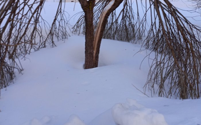 Ett träd omringat av snö och böjda grenar, vinterlandskap vid skymning.