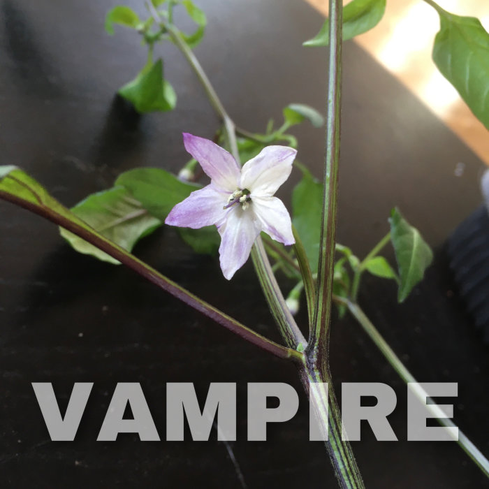 Lila blomma med gröna blad, blank mörk yta, ordet "VAMPIRE" överlagrat i bilden.