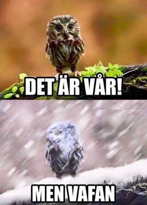 Två ugglor. Överst: glad i solsken. Text "Det är vår!". Under: snö, missnöje. Text "Men vafan". Humorbild om väder.