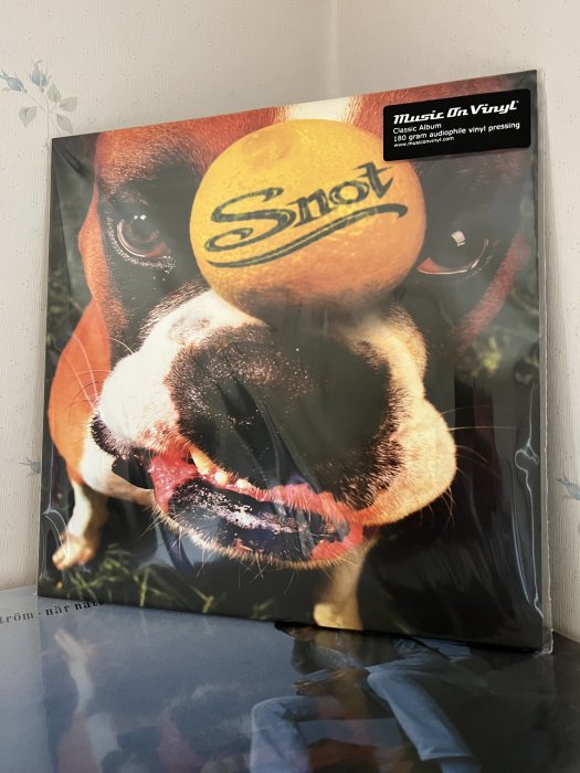 Hund med tennisboll i munnen, vinylskivomslag, namnet "Snot", Music On Vinyl, reflektion på blank yta.