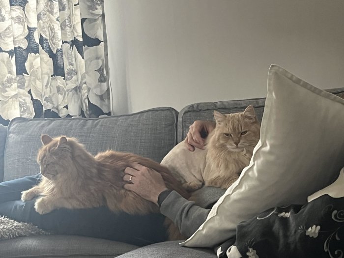 Två katter vilar på soffa, en person klappar dem, mysigt heminredning, lugn atmosfär.