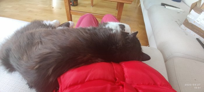 En långhårig, svartvit katt som ligger bekvämt på någons rödklädda ben i en soffa.