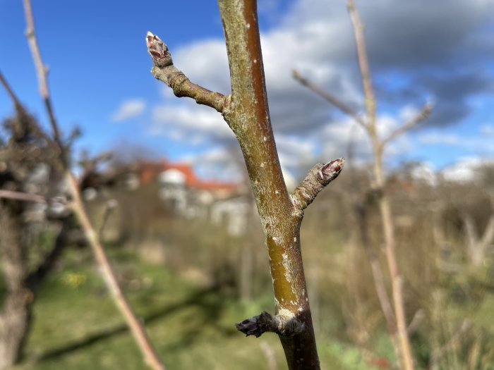 Gren med knoppar i fokus, oskarp bakgrund med träd och himmel. Vårkänsla, början på nytt liv.