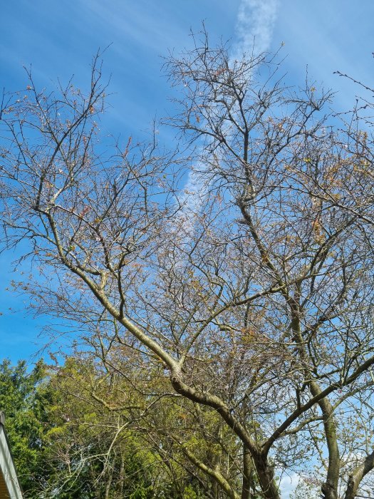 Lövfällande träd mot klarblå himmel, sparsamt med knoppar, vårdag.