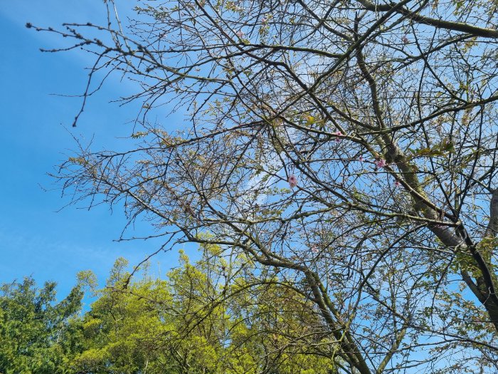 Trädgrenar mot klarblå himmel, knoppar, början på vår, några rosa blommor, gröna blad.