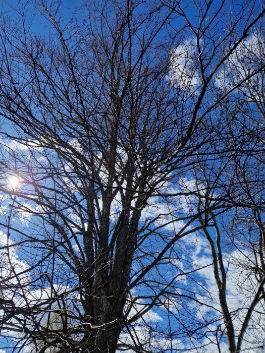 Ett lövträd utan löv mot en klarblå himmel med diffust solljus och vita moln.