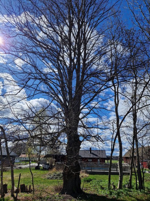 Lövfällande träd framför klarblå himmel, röda trähus i bakgrunden, lantlig miljö, soligt väder, vårkänsla.