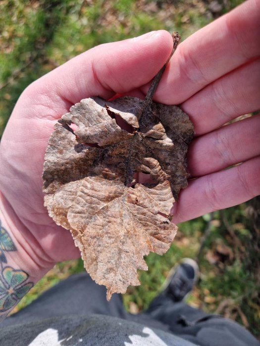 En hand håller ett vissnat löv med en naturligt uthålad hjärtform mot en suddig naturbakgrund.