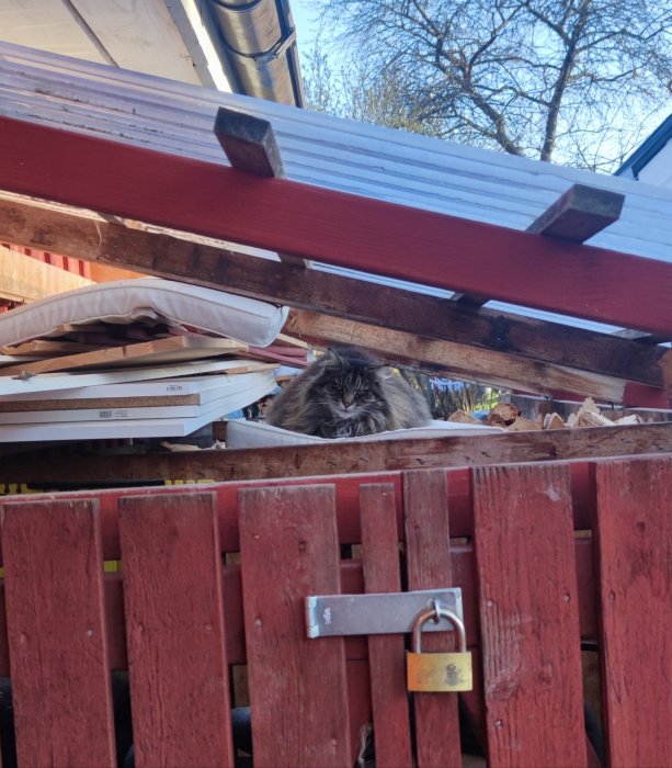 Katt tittar fram bakom röd staket med lås, plankor staplade ovanför, utomhus dagsljus.