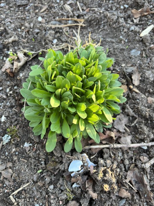 En grön planta växer i brun jord, med löv och småstenar runtomkring.