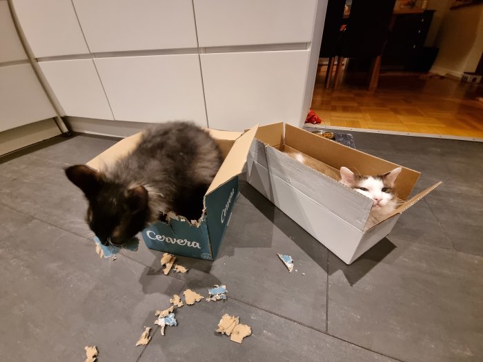 Två katter i kartonger; en tuggar på kanten, den andra tittar ut, oordning på golvet.