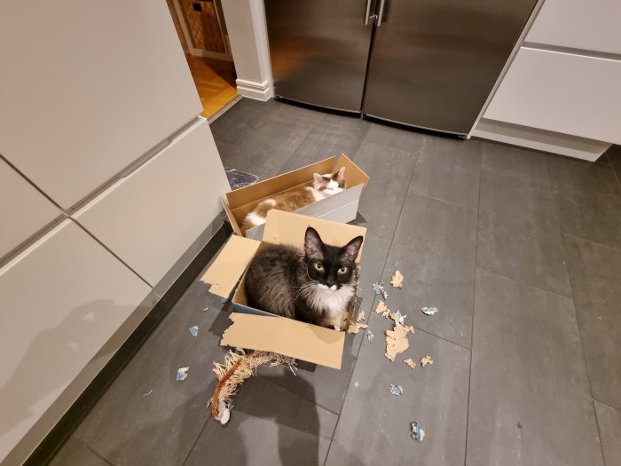 Två katter i kartonger på köksgolv med spilld pappersremsa.
