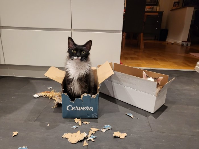 Två katter och lekfull oreda; en i lådan, den andra ser upp, på köksgolv.
