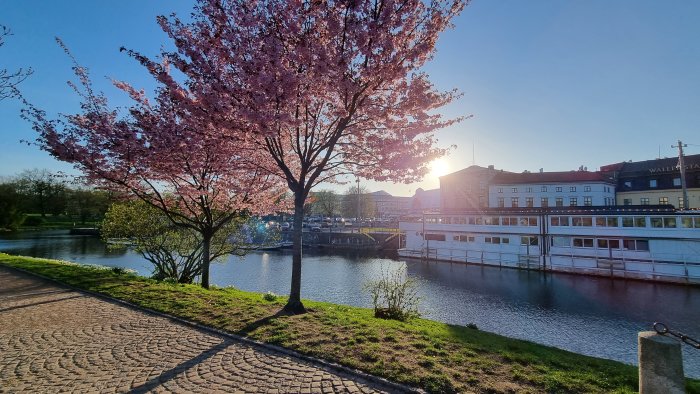 Solnedgång vid en flod, körsbärsblomning, promenadväg, båthus, stadsbyggnader, lugn och fredlig atmosfär.