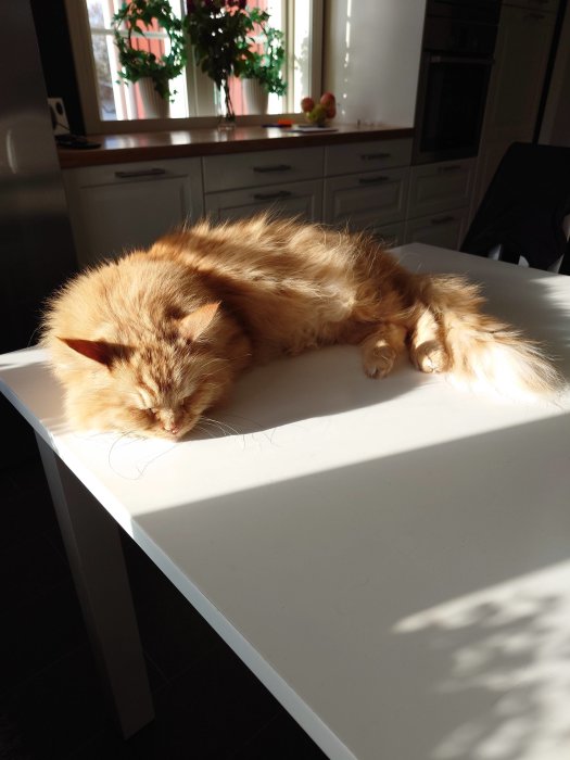 Långhårig orange katt sover på ett vitt bord i soligt kök.