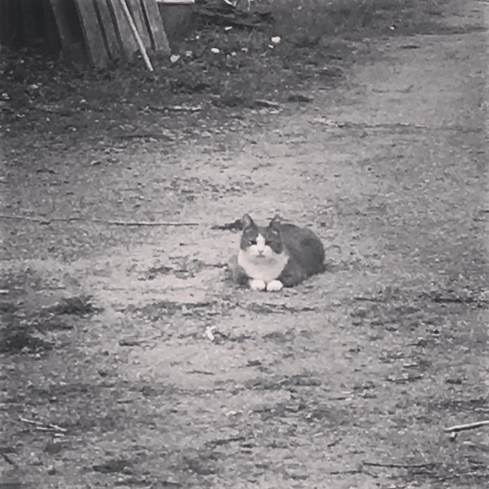 Svartvit bild på en katt som sitter på en grusväg bredvid skräp och bräder.