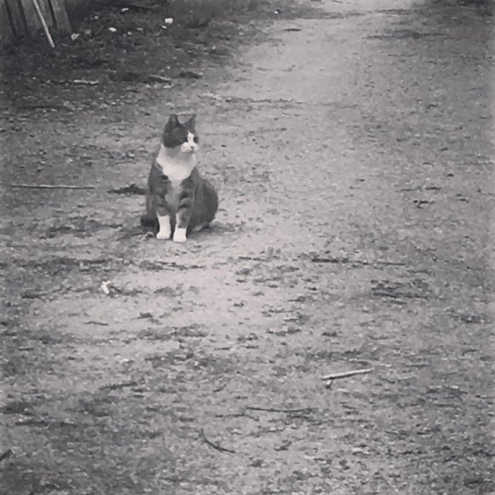 Svartvit bild av en katt som sitter ensam på en grusväg.