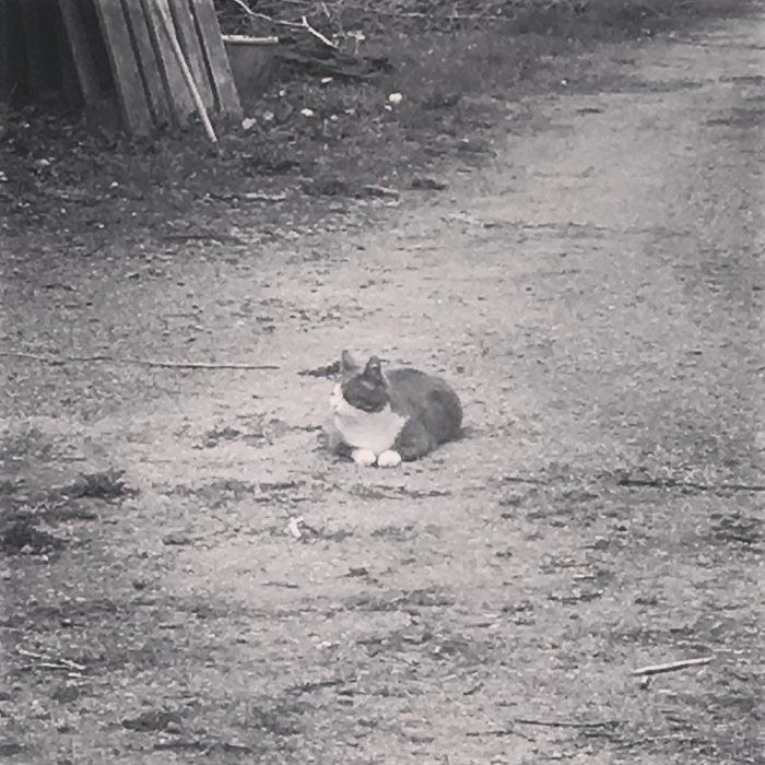 Svartvit bild, ensam katt sitter mitt på en grusväg, omgiven av gräs och lite skräp.