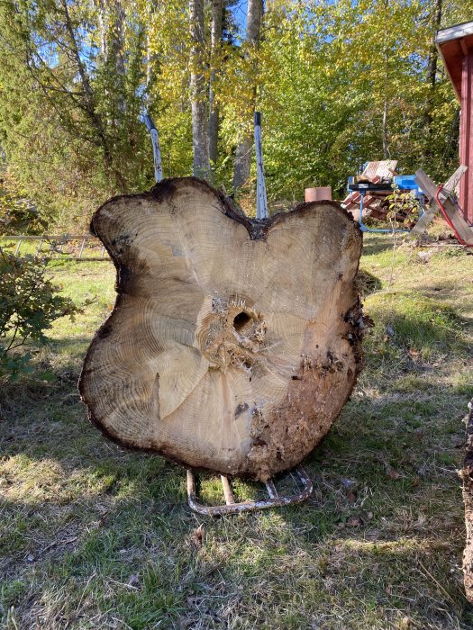 Stor trädstubbe, årsringar synliga, stödd av metallställning, grönt gräs, skog och skjul bakgrund.