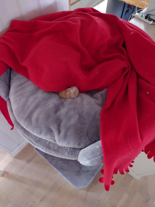 Grå katt sover under rött täcke på säng; synlig sömnighet, mysig miljö, hemtrevligt.