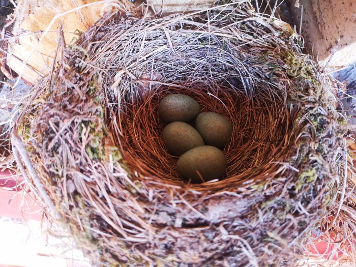 Fågelbo med fyra ägg, byggt av grenar, strån och mossa, placerat i en trästruktur.