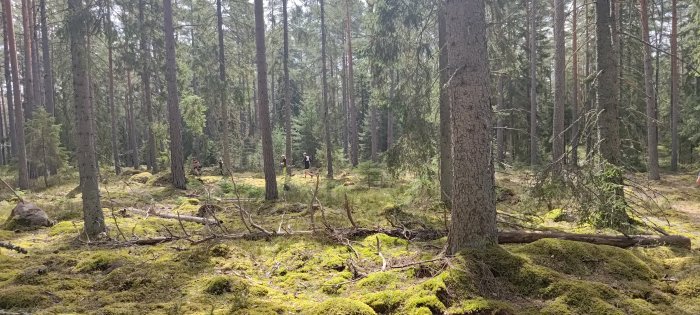 Täta träd, mossa, promenerande personer i en skog. Soligt, natur, grönt, fridfullt.