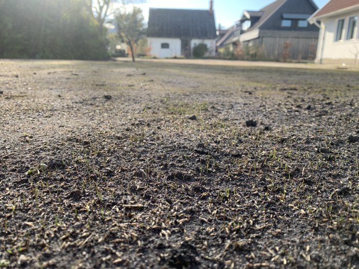 Marknivåvy av en grusgång med grässtrån, hus i bakgrunden, solig dag.