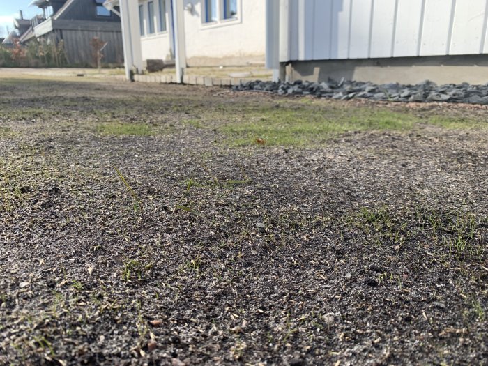 Gräsbevuxen mark, husfasad i bakgrunden, grå stenkant, dagtid, molnstrimmor på klarblå himmel.