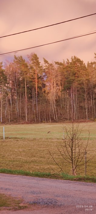 Rådjur på fält, skog i bakgrunden, rosa himmel, elledningar, tidig kväll, datumstämpel nederst.