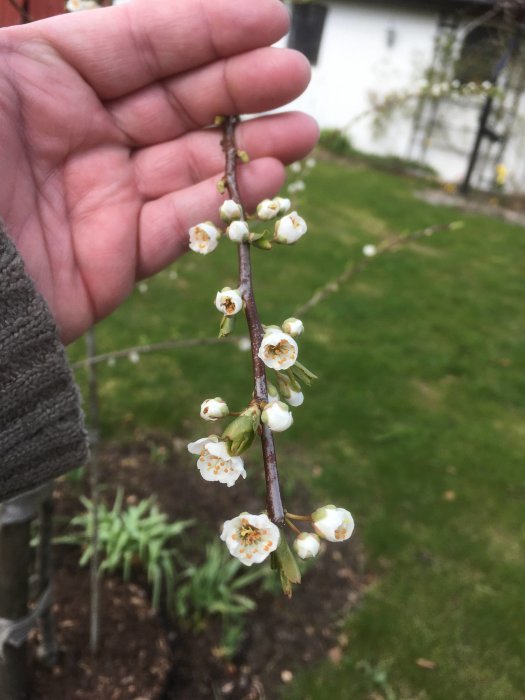 En hand håller en gren med vita blommor mot en otydlig trädgårdsbakgrund. Vårblomning, natur, enkelhet.